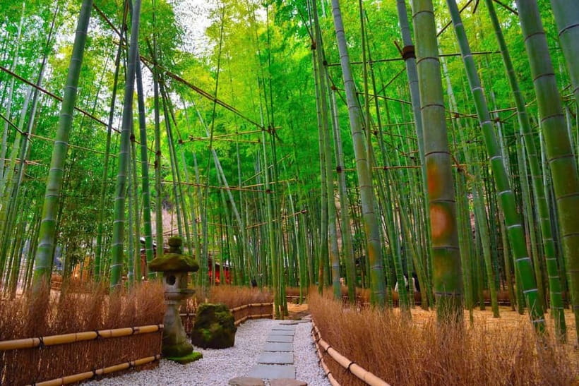 1-Day trip: Kamakura City (Enoshima/Shonan/Beach) - Who this private Kamakura day trip is best for