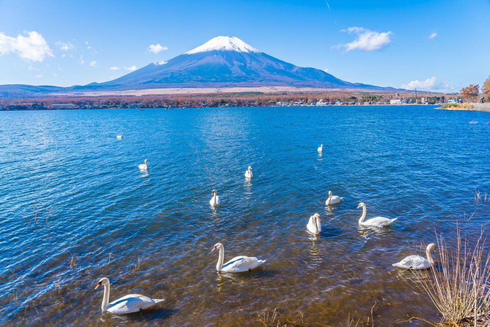 1-Day trip: Mt Fuji + Kawaguchi Lake area - Price and Logistics: What You’re Really Paying For