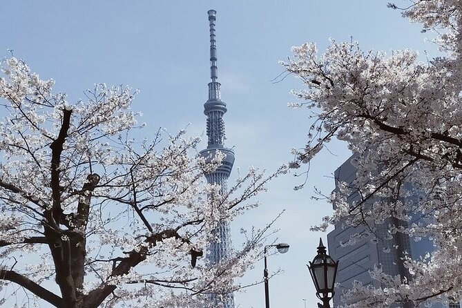 Cherry Blossom Highlights, Asakusa, Ueno, Imperial Palace Garden - Key points to know before you go