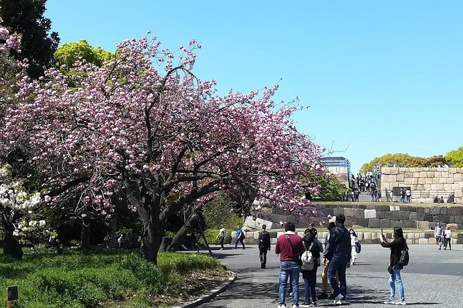 Cherry Blossom Highlights, Asakusa, Ueno, Imperial Palace Garden - Imperial Palace East Gardens: Edo Castle Ruins and Spring Shade