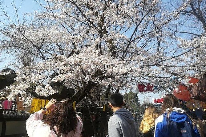 Cherry Blossom Highlights, Asakusa, Ueno, Imperial Palace Garden - Public Transportation Help: The Real Hidden Value