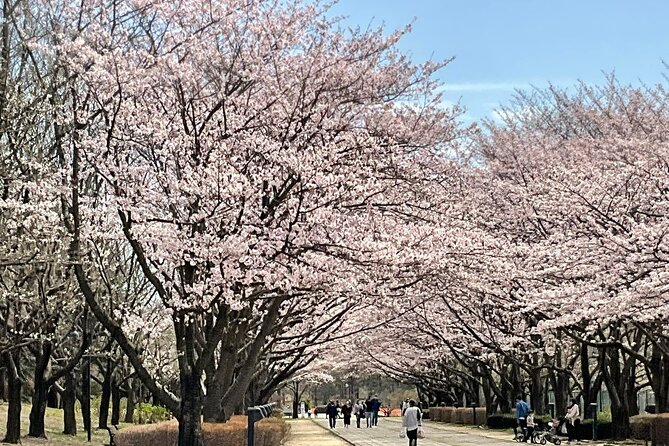 Cherry Blossom Highlights, Asakusa, Ueno, Imperial Palace Garden - Tsukiji: Market Energy Plus Time to Eat Sushi