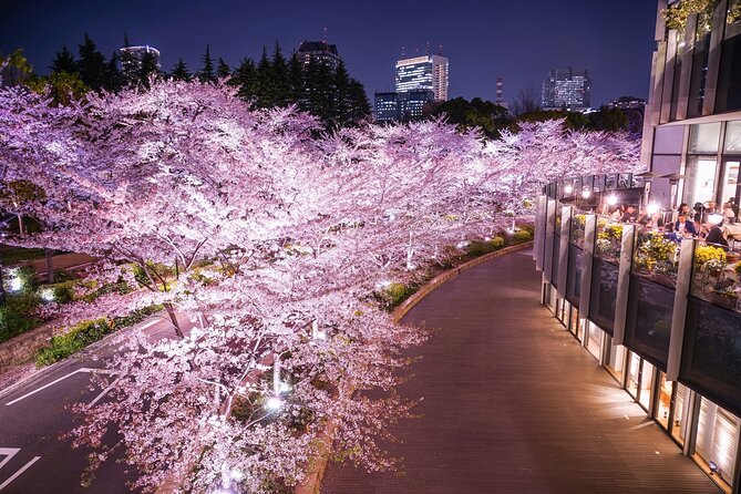 Cherry Blossom Private Tour - Why This Private Sakura Route Beats DIY Chaos