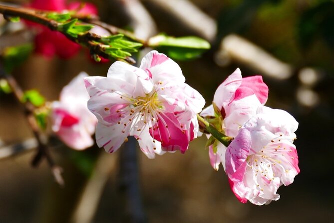 Cherry Blossom Private Tour - Stop-by-Stop Breakdown (What You’ll Get and What to Watch For)