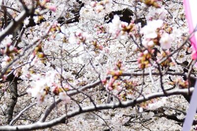 Cherry Blossom Private Tour - Pickup, Clean Van, and the Small Comforts That Actually Help