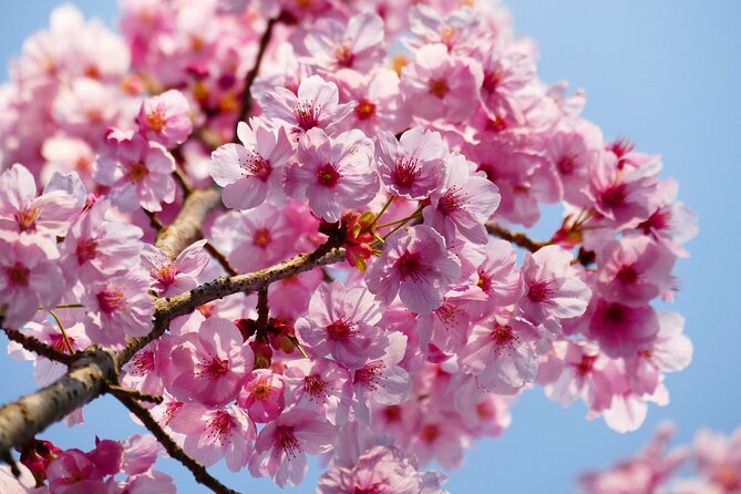 Cherry Blossom Private Tour - Getting the Most From 15 to 20 Minute Views