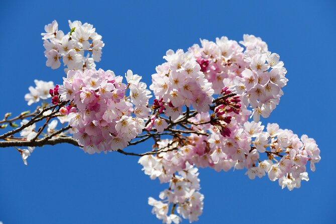 Cherry Blossom Private Tour - Price and Value for a Group Up to 9