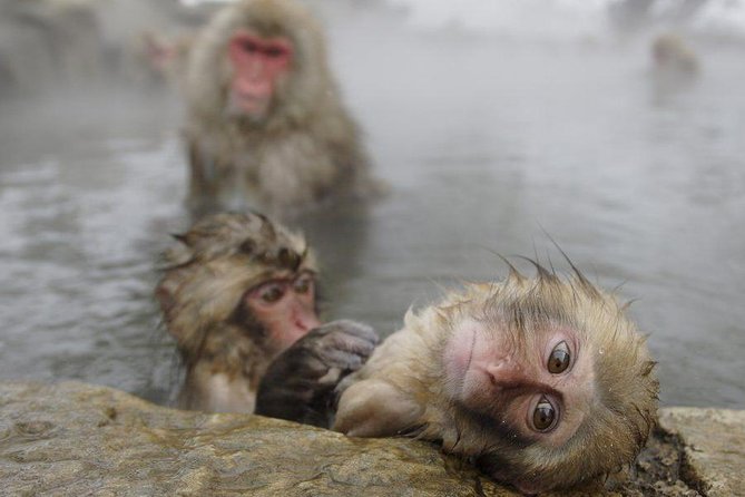 Day Trip to See the Snow Monkeys from Shinjuku with Lunch Buffet - Key things I’d remember before you go