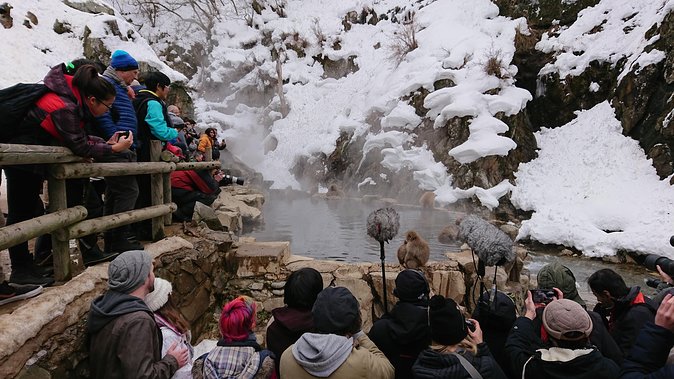Day Trip to See the Snow Monkeys from Shinjuku with Lunch Buffet - Jigokudani Snow Monkey Park: the hot springs are the point, but the walk is real