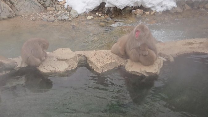 Day Trip to See the Snow Monkeys from Shinjuku with Lunch Buffet - Who this tour suits best (and who might want another plan)