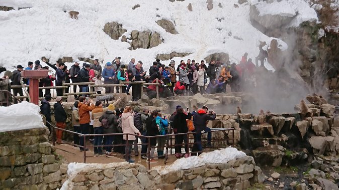 Day Trip to See the Snow Monkeys from Shinjuku with Lunch Buffet - Price and value: is $130.43 a fair deal?