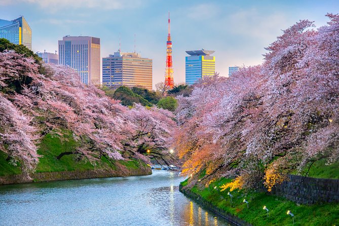 [electric bicycle tour]: 6-hour travel course by electric bicycle Asakusa, Ueno Park, Edo-Tokyo Museum, and Sky Tree. (There is a support car.) - Ueno Park by electric bike: turning a park into a mini itinerary