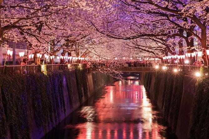 Evening Hanami (Cherry Blossom) Experience with a Local - Key Highlights (Read This First)