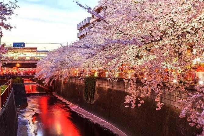 Evening Hanami (Cherry Blossom) Experience with a Local - Meeting at Nakameguro: Finding Segafredo and Getting Oriented