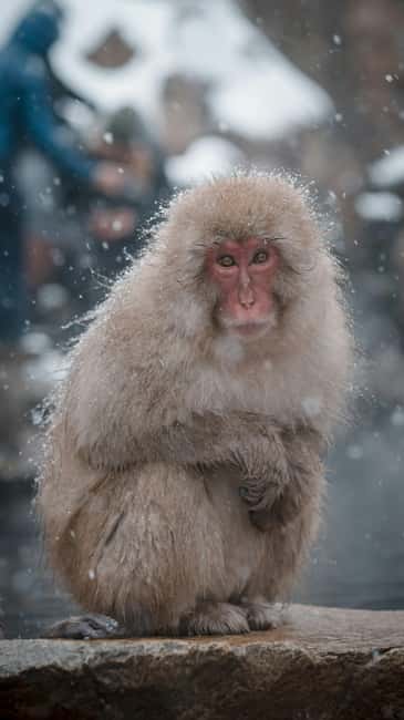 F: Tokyo:Nagano snow monkey/Zenko Ji temple private day tour - Key highlights to know before you go