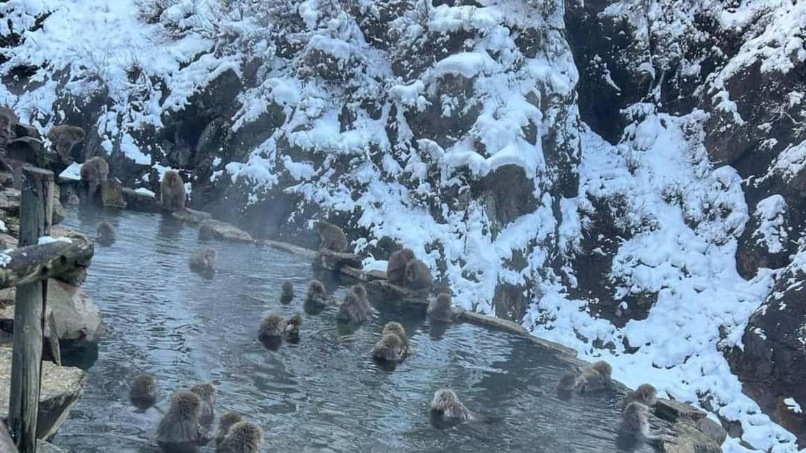 F: Tokyo:Nagano snow monkey/Zenko Ji temple private day tour - Why this private Snow Monkey and Zenko-ji day works