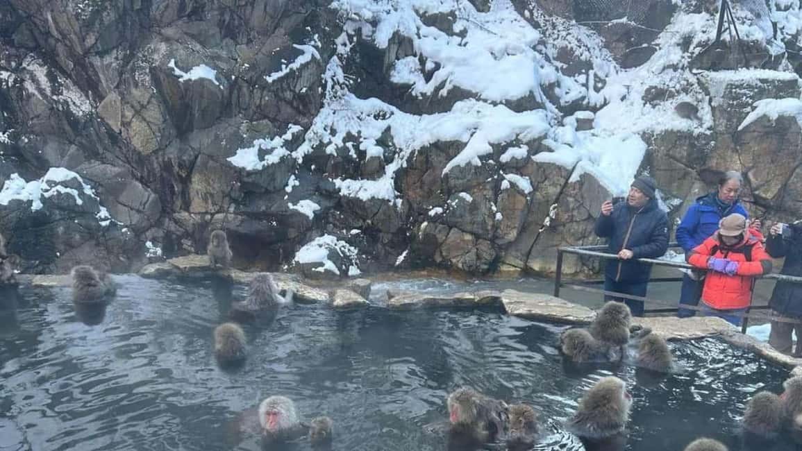 F: Tokyo:Nagano snow monkey/Zenko Ji temple private day tour - Jigokudani Monkey Park: hot springs, guided time, and how to get the best views