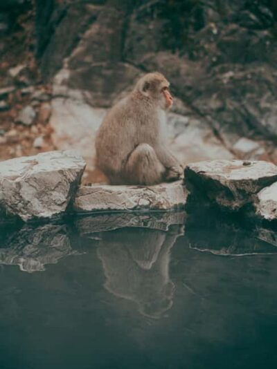 F: Tokyo:Nagano snow monkey/Zenko Ji temple private day tour - Getting to Nagano: timing, comfort, and the door-to-door advantage