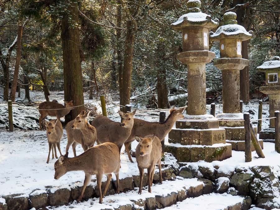 From Osaka: Kyoto & Nara Highlights Day Tour (7 attractions) - Kiyomizu-dera: the UNESCO stage and Kyoto panorama finale