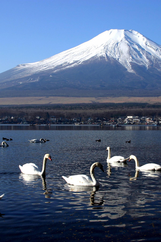 From Tokyo: Fuji Mountain Area - FujiQ - Lake Kawaguchiko - Chureito Pagoda - Oshino Hakkai: crystal-clear springs with a story you can walk through