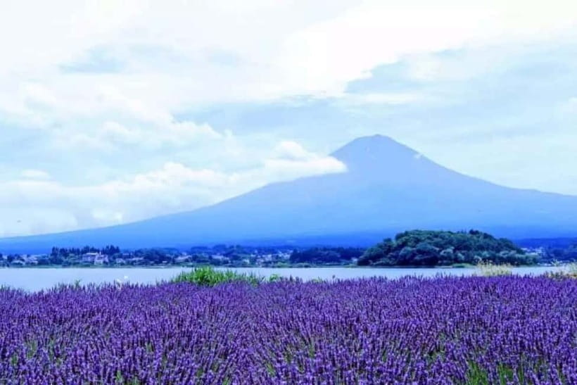 From Tokyo: Mt. Fuji 5th station and Oshino Hakkai Day Trip - Oishi Park by Season: Flowers That Change the Mood