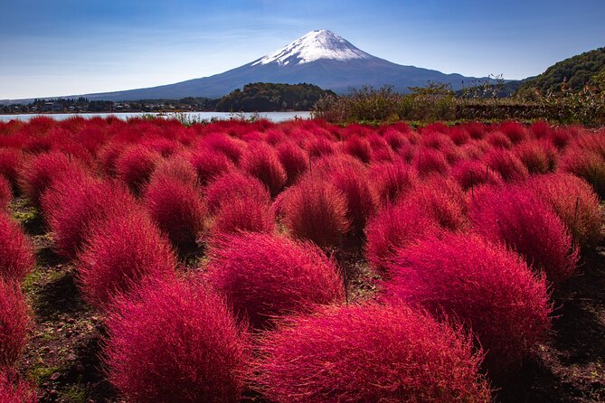 From Tokyo Mt.Fuji, Lake Kawaguchi, Makaino Farm day tour - The guide and the flow of the day (and why it matters)