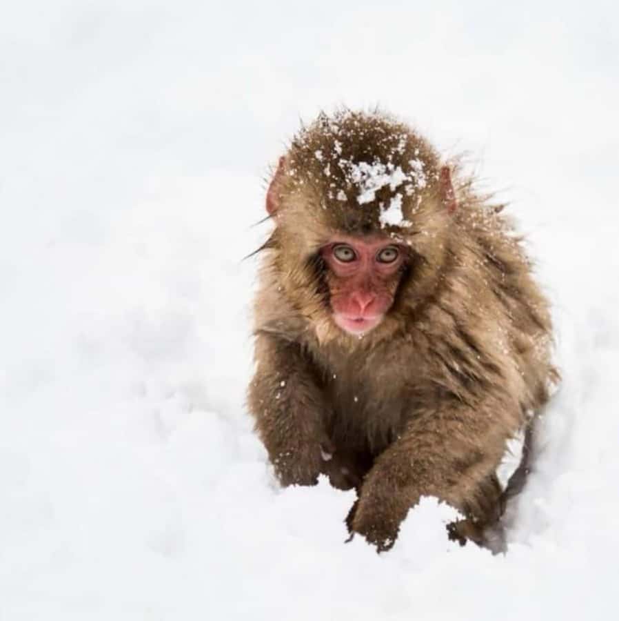 From Tokyo: Nagano Full Day Private Snow Monkey Park Tour - Key Highlights You’ll Actually Care About