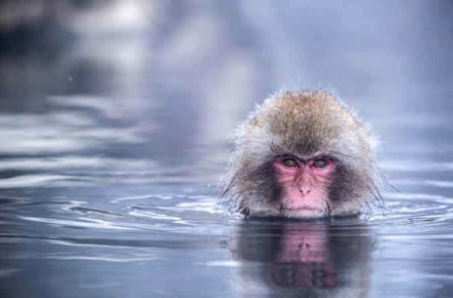 From Tokyo: Nagano Full Day Private Snow Monkey Park Tour - When to Go: Winter Odds and Shoulder-Season Reality