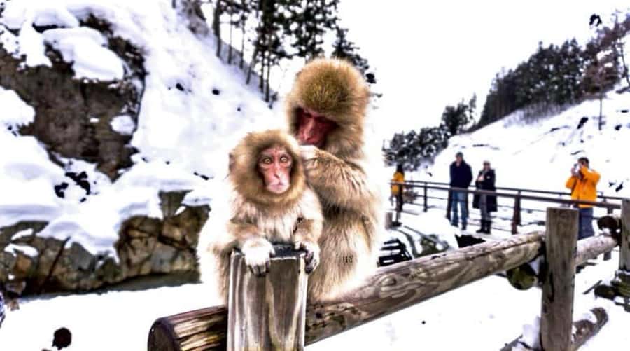 From Tokyo: Nagano Full Day Private Snow Monkey Park Tour - Zenkoji Temple: A Calm Counterbalance After the Snow