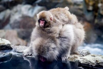 From Tokyo: Nagano Full Day Private Snow Monkey Park Tour - The Forest Walk and the Hot Springs Viewing Area