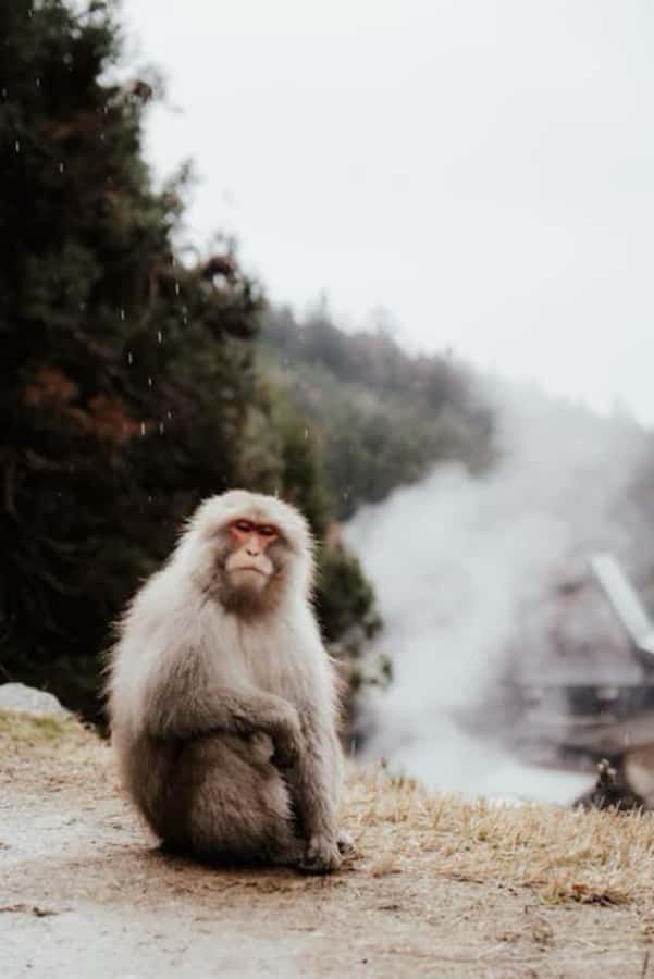 From Tokyo: Nagano Full Day Private Snow Monkey Park Tour - Door-to-Door Private Transport From Tokyo (and Why It Matters)