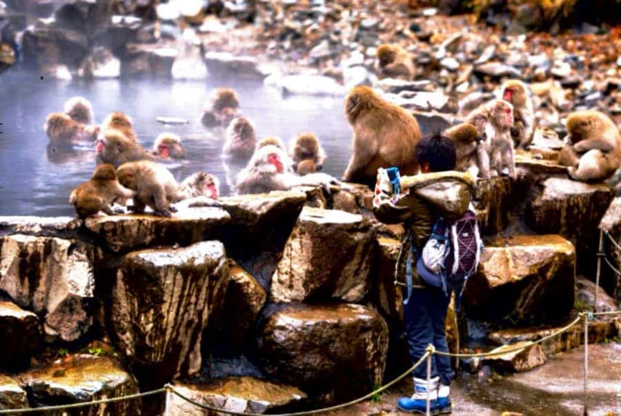 From Tokyo: Nagano Full Day Private Snow Monkey Park Tour - Price and Value: What $455 for Up to 6 Really Buys