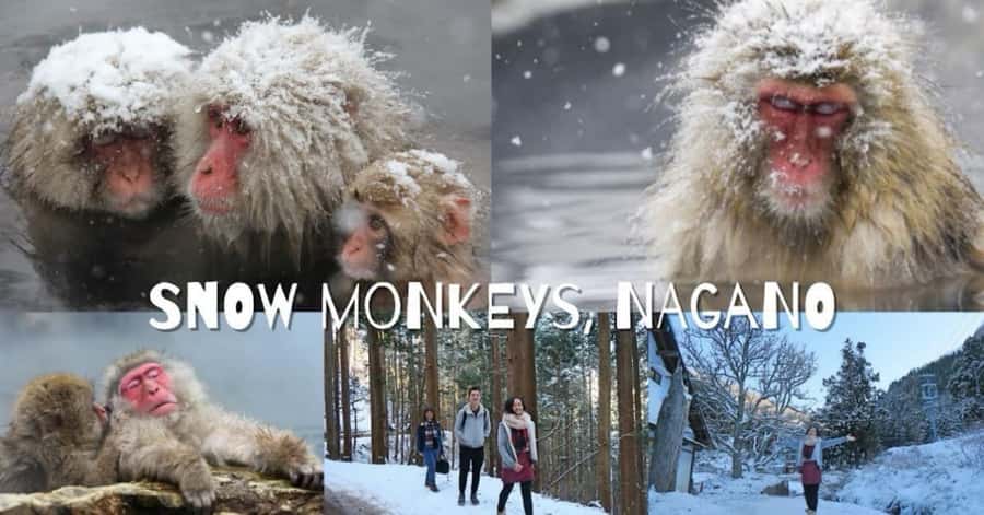 From Tokyo: Nagano Full Day Private Snow Monkey Park Tour - Who This Tour Fits Best