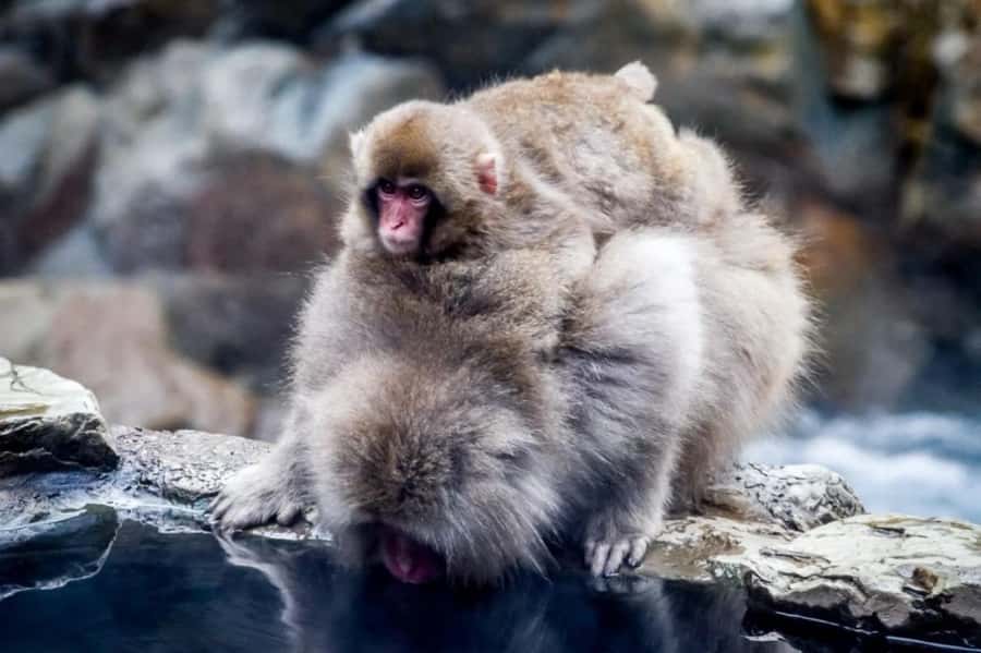 From Tokyo: Nagano Full Day Private Snow Monkey Park Tour - The Forest Walk and the Hot Springs Viewing Area
