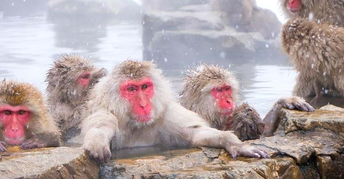 From Tokyo/Nagano : Private Snow Monkeys Park Full Day Trip - A private Nagano day trip from Tokyo, with Fuji on the drive