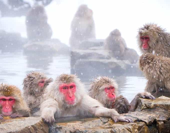 From Tokyo/Nagano : Private Snow Monkeys Park Full Day Trip - Zenko-ji Temple: revered Buddha statue and early Buddhism in Japan
