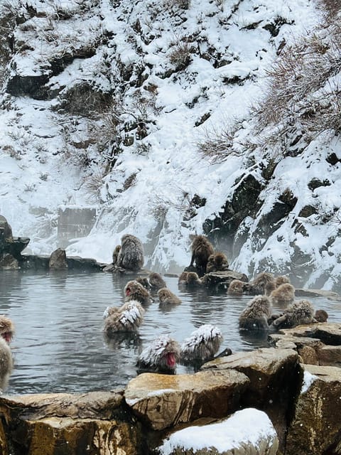 From Tokyo: Nagano Snow Monkey Park Zenkoji Temple Day Trip - Key Things You’ll Notice Right Away