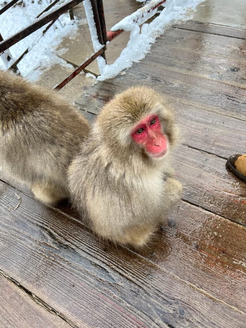 From Tokyo: Nagano Snow Monkey Park Zenkoji Temple Day Trip - A Smart Way To Do Nagano in 1 Day
