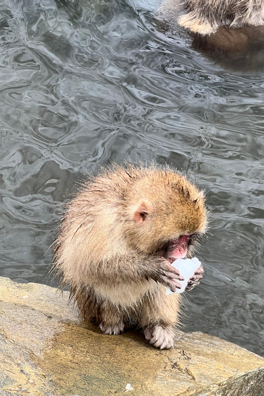 From Tokyo: Nagano Snow Monkey Park Zenkoji Temple Day Trip - Jigokudani Monkey Park: Hot-Spring Monkeys Up Close