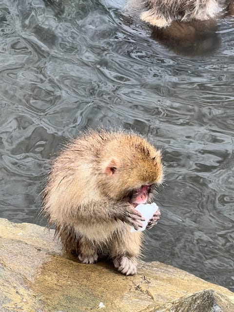 From Tokyo: Nagano Snow Monkey Park Zenkoji Temple Day Trip - Private Pickup and the Flow of Your Day