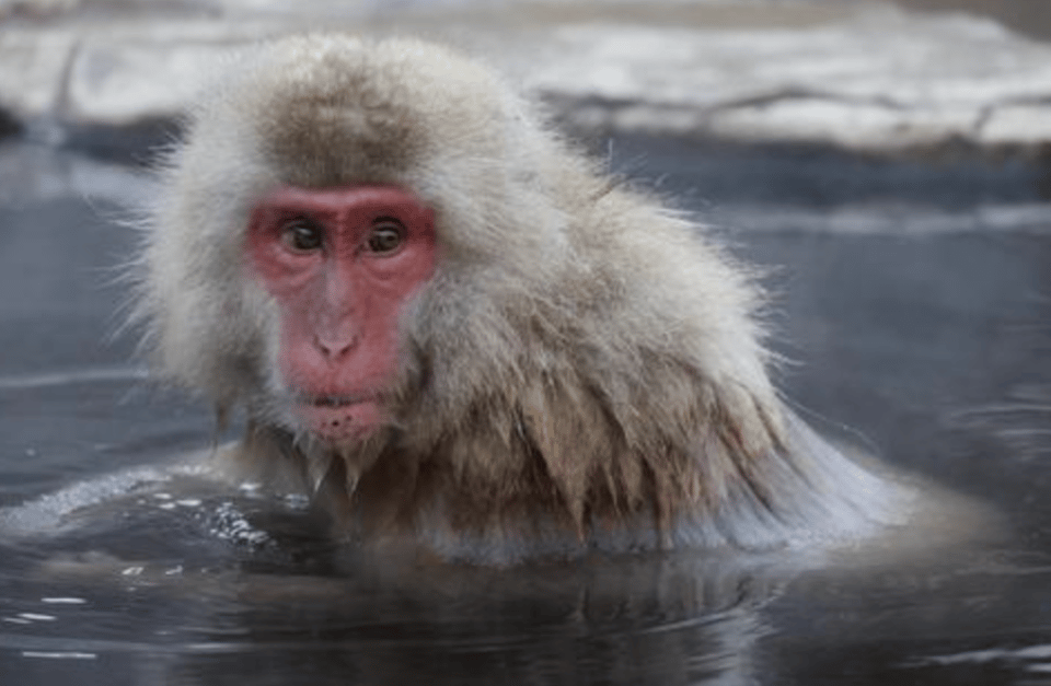 From Tokyo: Private Day Trip to Snow Monkey & Zenkoji - Zenkoji Temple: One of Japan’s Oldest Major Buddhist Sites