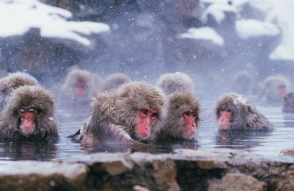 From Tokyo: Private Day Trip to Snow Monkey & Zenkoji - Private Group Size and a Live Guide: Better Flow, Less Stress
