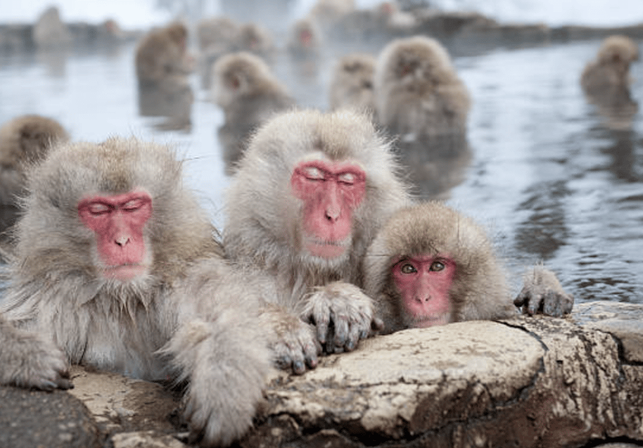 From Tokyo: Private Day Trip to Snow Monkey & Zenkoji - Jigokudani Snow Monkey Park: Hot Springs and Wild Macaques