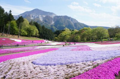 From Tokyo: Seibu Railway 1 Day Pass and Nagatoro - Price and Value: Why This Works So Well for a One-Day Rail Day