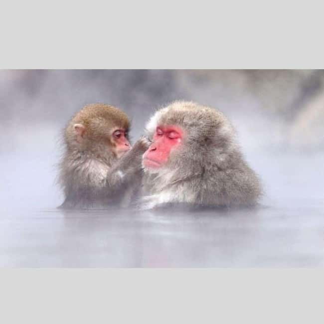 From Tokyo: Snow Monkey Park and Miso Production Day Tour - The Snow Monkey Park day starts with a smooth Tokyo departure