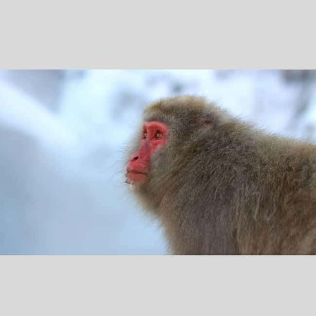 From Tokyo: Snow Monkey Park and Miso Production Day Tour - Zenko-ji Temple: spiritual atmosphere without the rush
