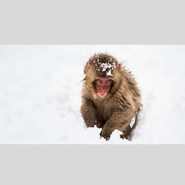 From Tokyo: Snow Monkey Park and Miso Production Day Tour - Obuse miso town stop: the kind of local break worth paying for