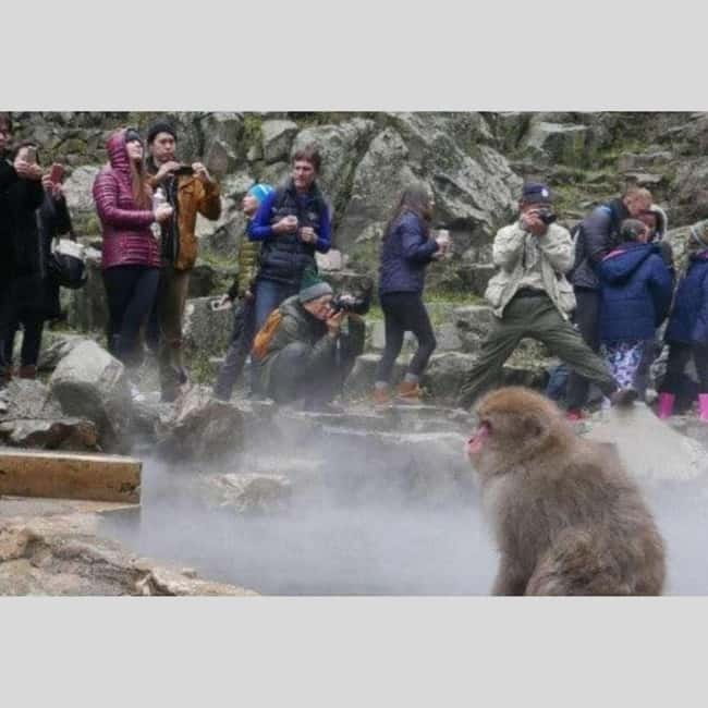 From Tokyo: Snow Monkey Park and Miso Production Day Tour - Private transport value: luxury ride, English support, and why the group size matters