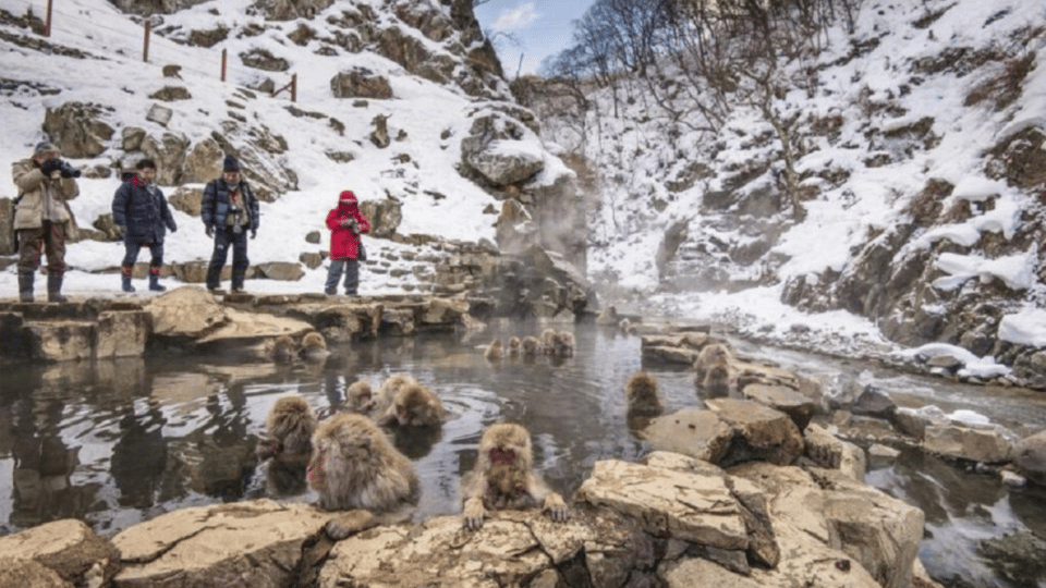 From Tokyo: Snow Monkey Park and Miso Production Day Tour - Logistics and winter reality: tickets, timing, and what to pack