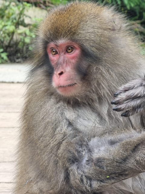 From Tokyo: Snow Monkey Private Customize Day Tour - Key points at a glance